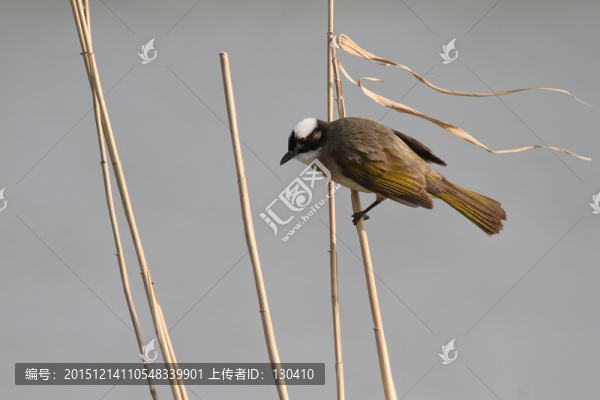 白頭鵯