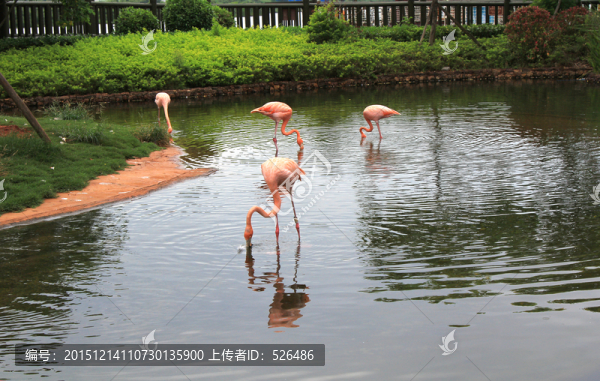 火烈鳥