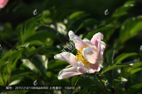 芍藥花