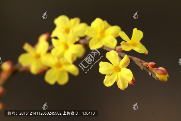 迎春花