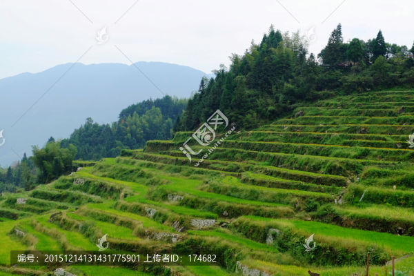 梯田