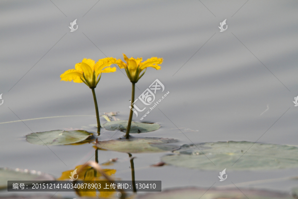 荇菜