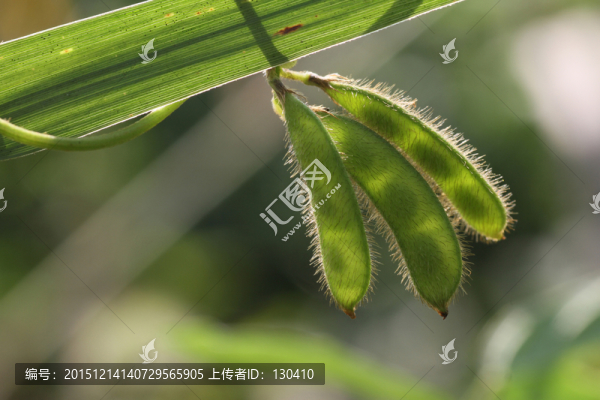 野生大豆