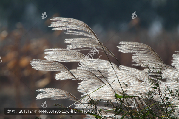 白芒