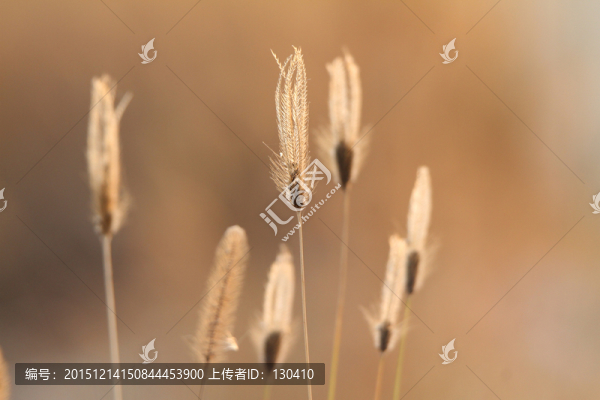 虎尾草