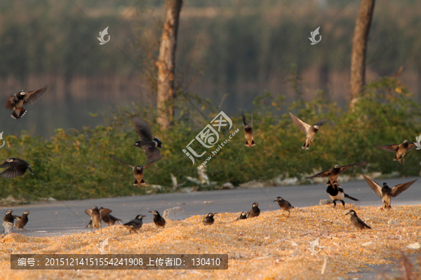 晾曬玉米,椋鳥(niǎo)