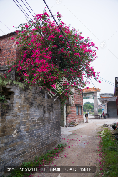 鄉(xiāng)間小路的三角梅