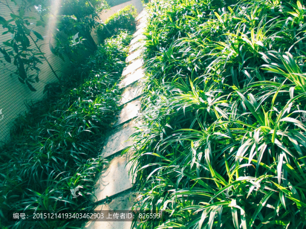 陽光照射的小路和草叢