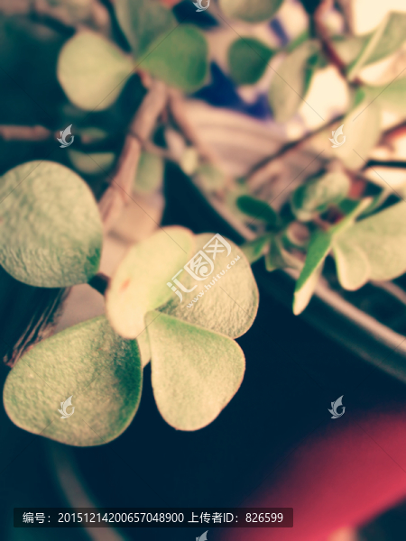 厚葉片特寫,綠葉特寫