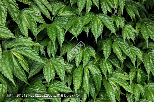 野生植物