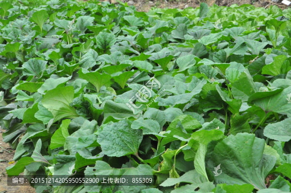 綠色蔬菜