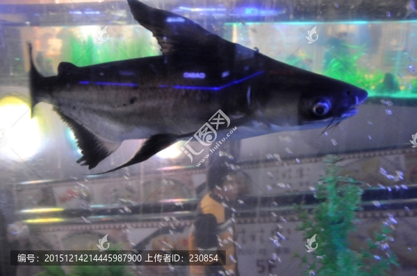 生態(tài)魚缸,觀賞魚缸