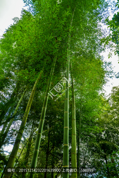 竹林