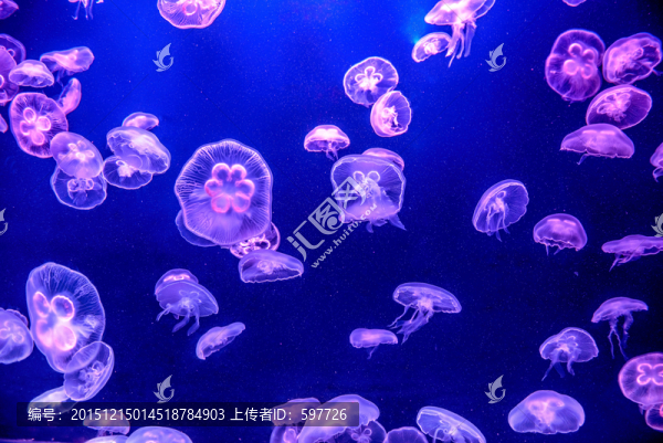 發(fā)光水母