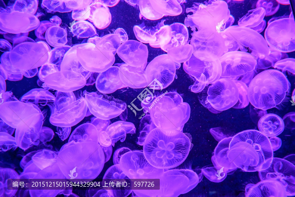 水母