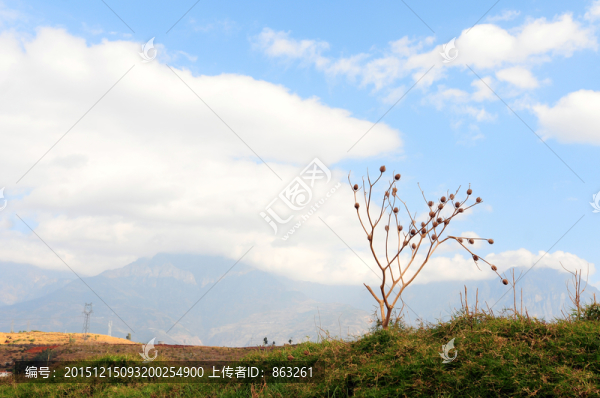 藍天樹