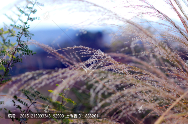 冬天的蘆葦
