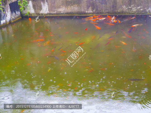 魚塘,魚池,金魚