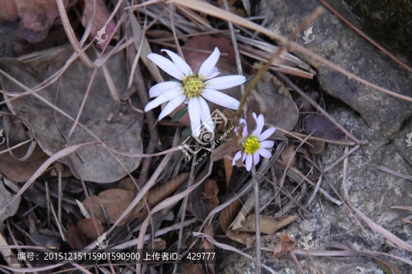 野花,白色花