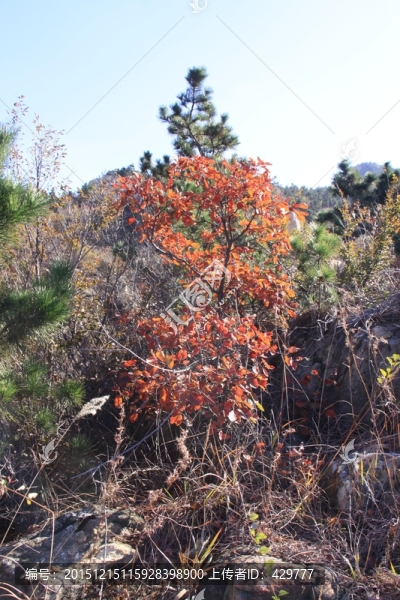 紅樹(shù)葉