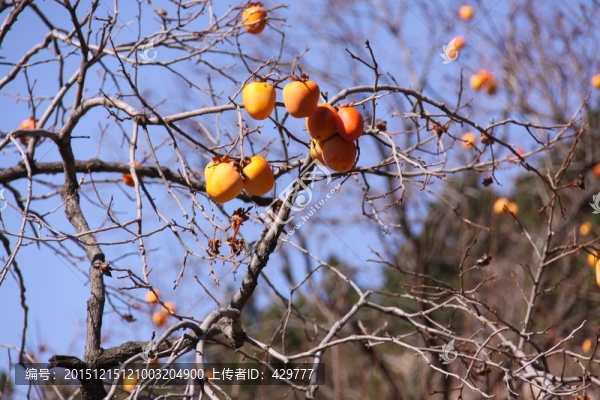 柿子樹