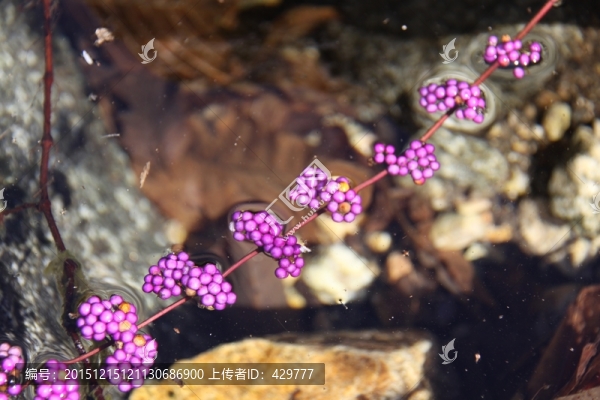 紫色,果實(shí),野果