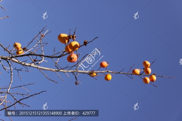 枝頭柿子