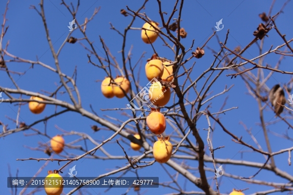 柿子