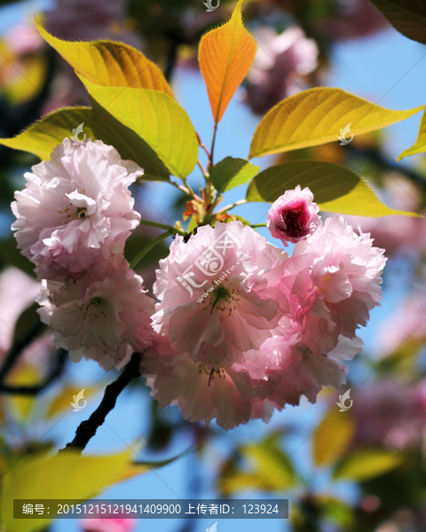 櫻花
