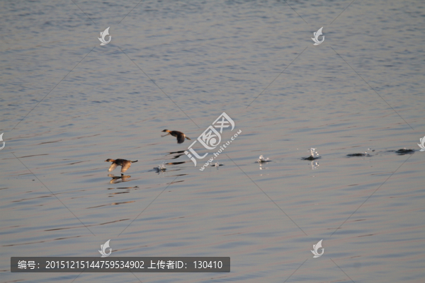 小鷿?jì)e