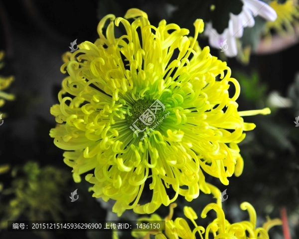 高清菊花