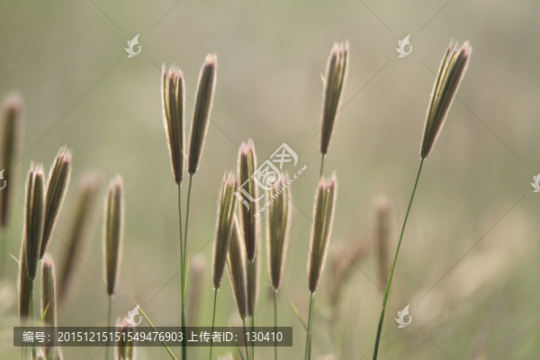 虎尾草