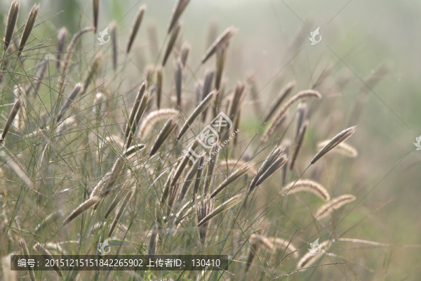 虎尾草