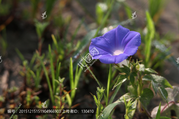 牽牛花