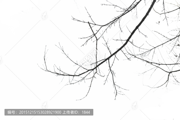 干樹枝
