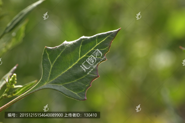 灰菜葉子