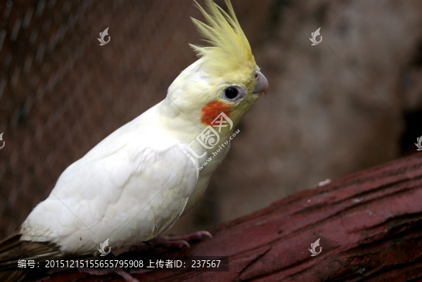 鸚鵡
