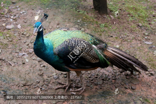 孔雀
