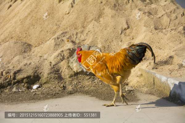 一只大公雞