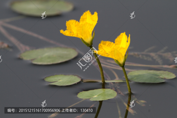 荇菜