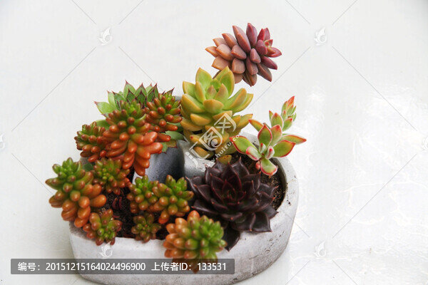 多肉植物組合盆栽
