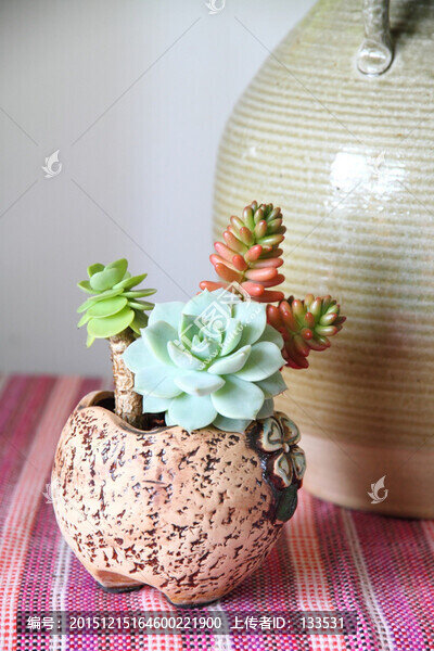 多肉植物,白牡丹