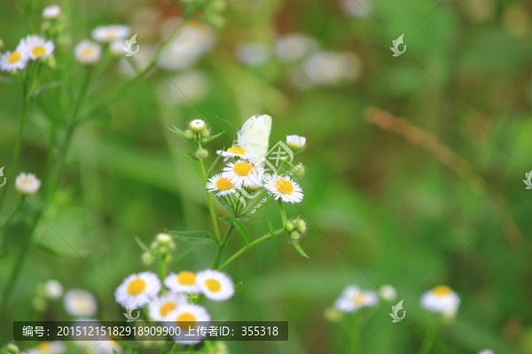 花草