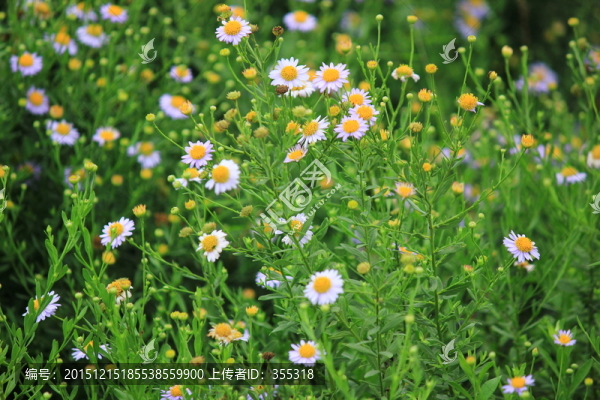 植物花草