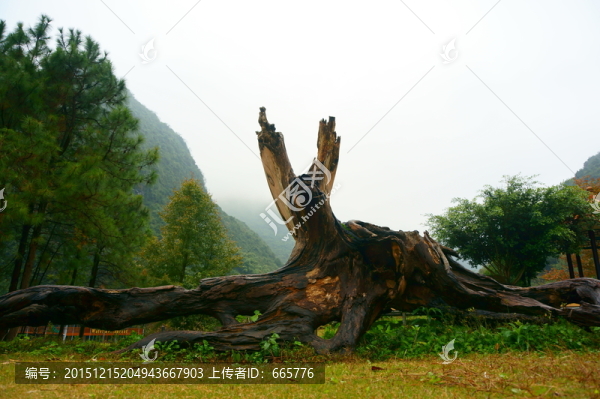 樹(shù)根