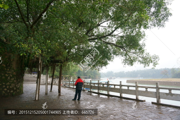 榕樹