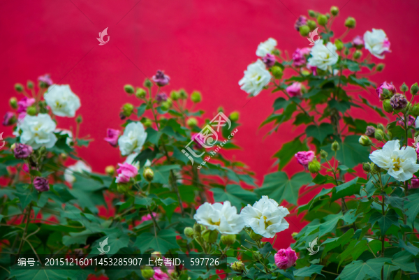 紅墻綠樹(shù)芙蓉花