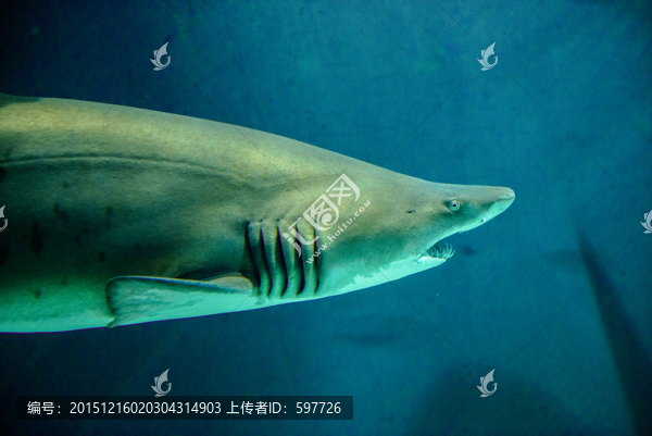 鯊魚(yú)特寫(xiě)