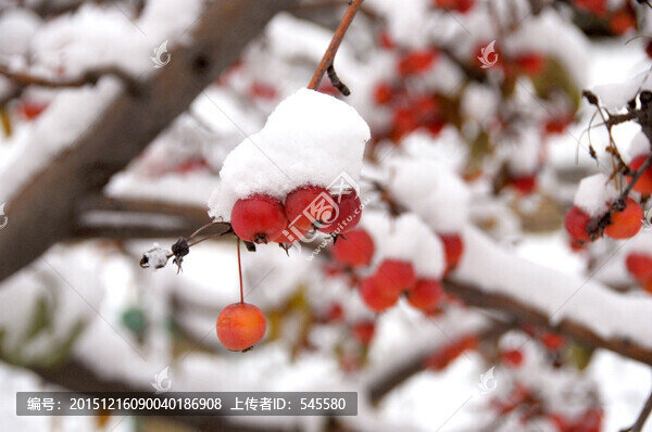 海棠果與白雪