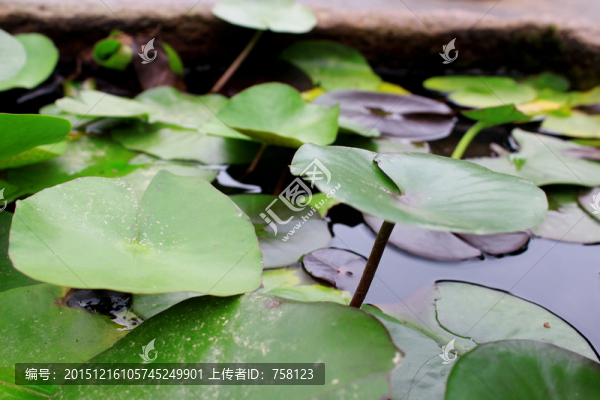 荷葉